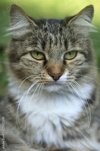 cutr striped wild cat photo