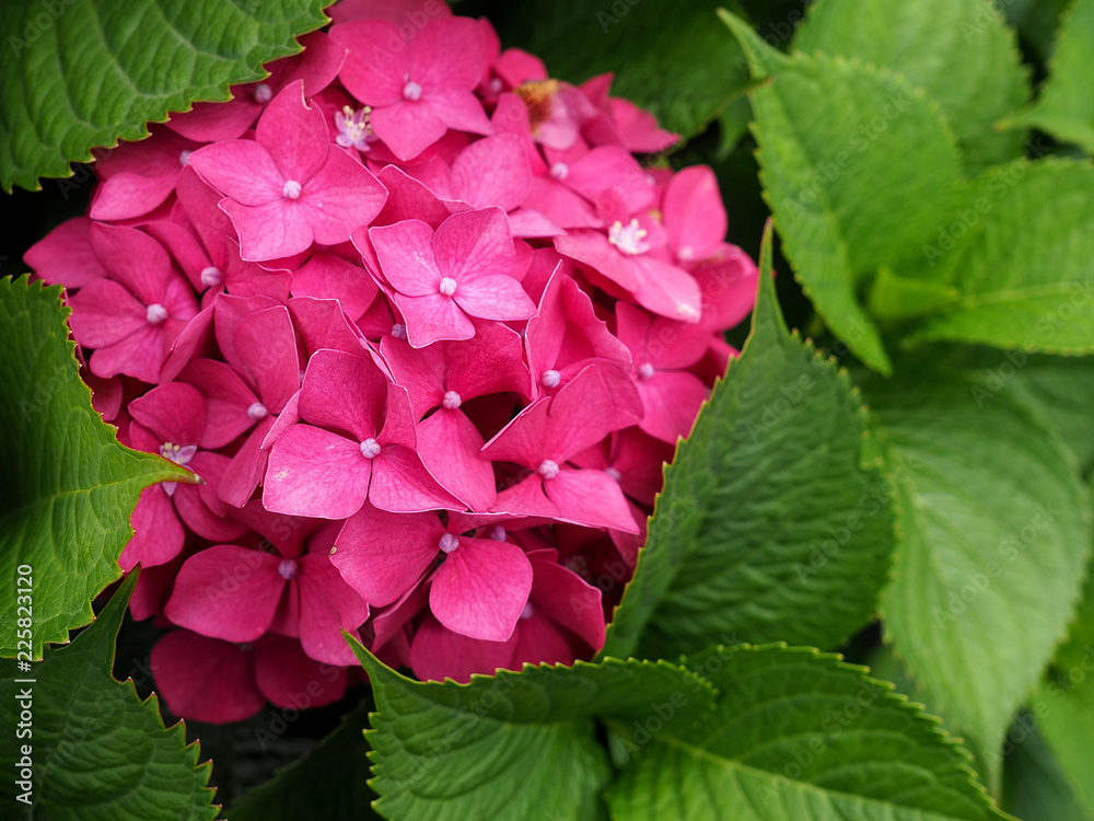 Hortensia rosa vista de cerca