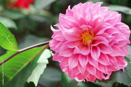 Fototapeta Naklejka Na Ścianę i Meble -  Beautiful pink dahlia flower blooming in the garden.
