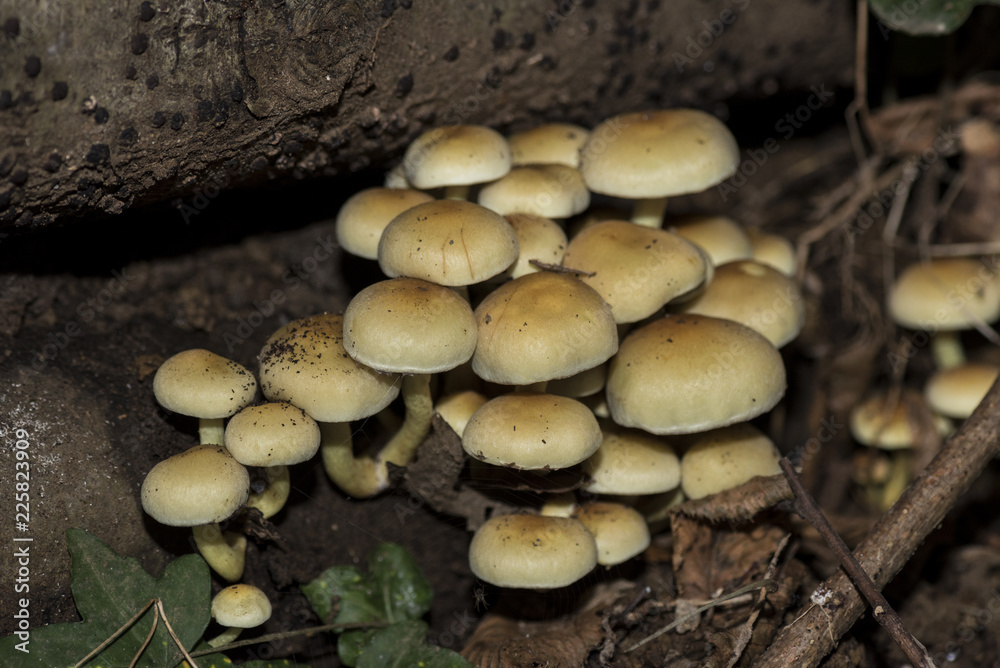 Gruppo di funghi Hypholoma Fasciculare Gruppo di funghi Hypholoma Fasciculare