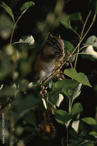 Colorado Chipmunk (Neotamias Quadrivittatus) photo