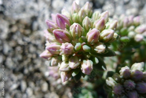 Shantar islands flora photo