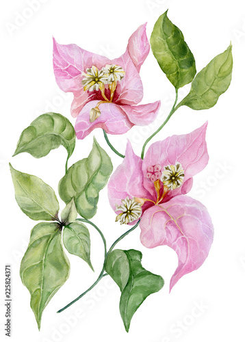 Beautiful bougainvillea flowers on a twig with green leaves. Isolated on white background. Watercolor painting.