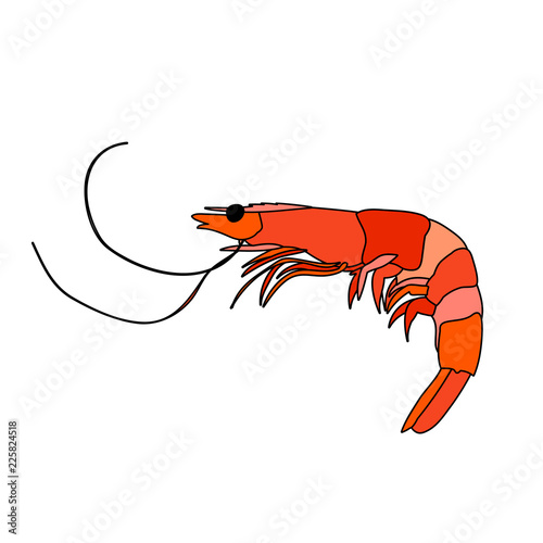 food, sea, shrimp
