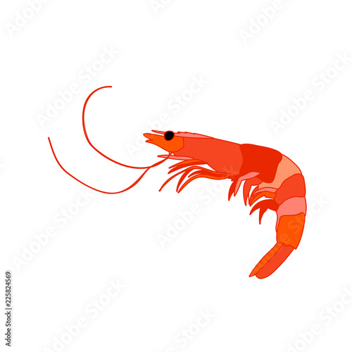 white background, food, sea, shrimp