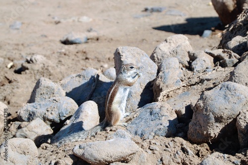 The wild barbary ground squirrel (Atlantoxerus getulus) on the  Fuerteventura. Lovely, cute squirrel portrait photo