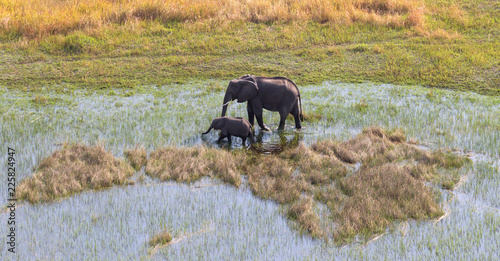 Cuadro en lienzo Elephant with young crossing water in the Okavango delta (Botswana)