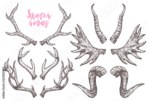 Collection Of Hand Drawn Different Animals Horns. Sketch Horns Of Deer, Antelope, Ram, Sheep, Elk. Boho And Rustic Illustration