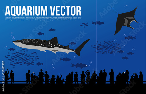 Whale Shark in aquarium vector, people visiting aquarium illustration, okinawa zoo.