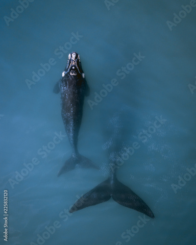 Photography Whale mother and calf