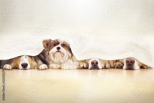 Photos Vier Hunde spielen Verstecken hinter einem Vorhang