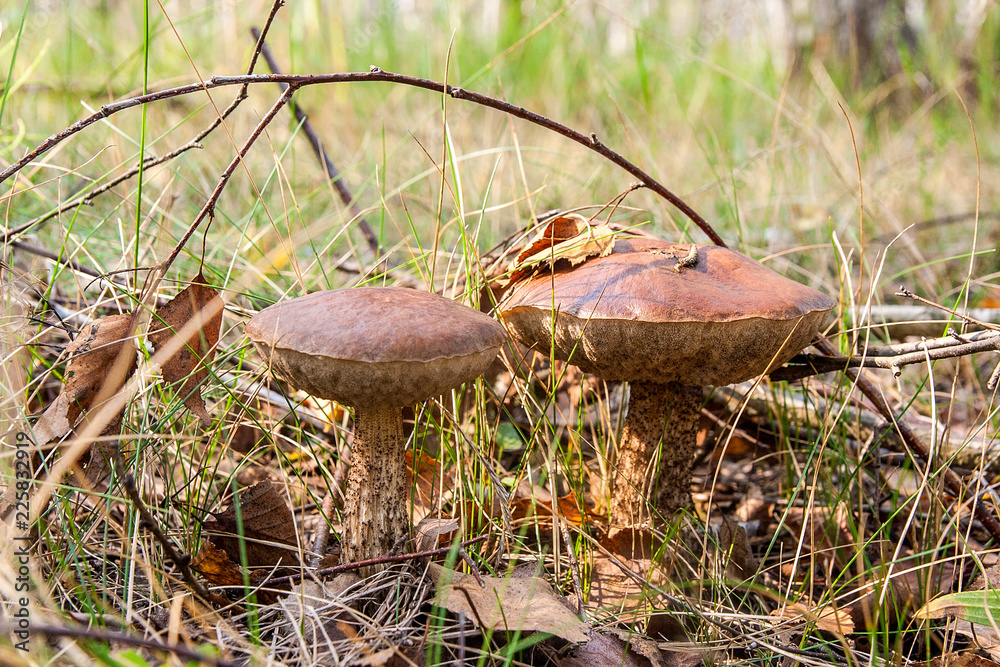 Close up view of two brown cap boletus growing in forest. Close up view of two brown cap boletus growing in forest.