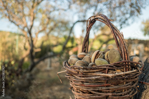 Almonds in a basket