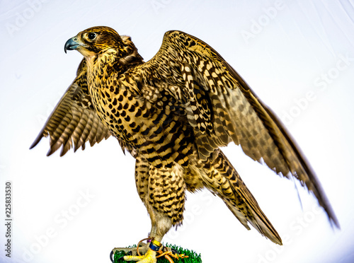 Falcons that are trained for hunting (falconry) photo