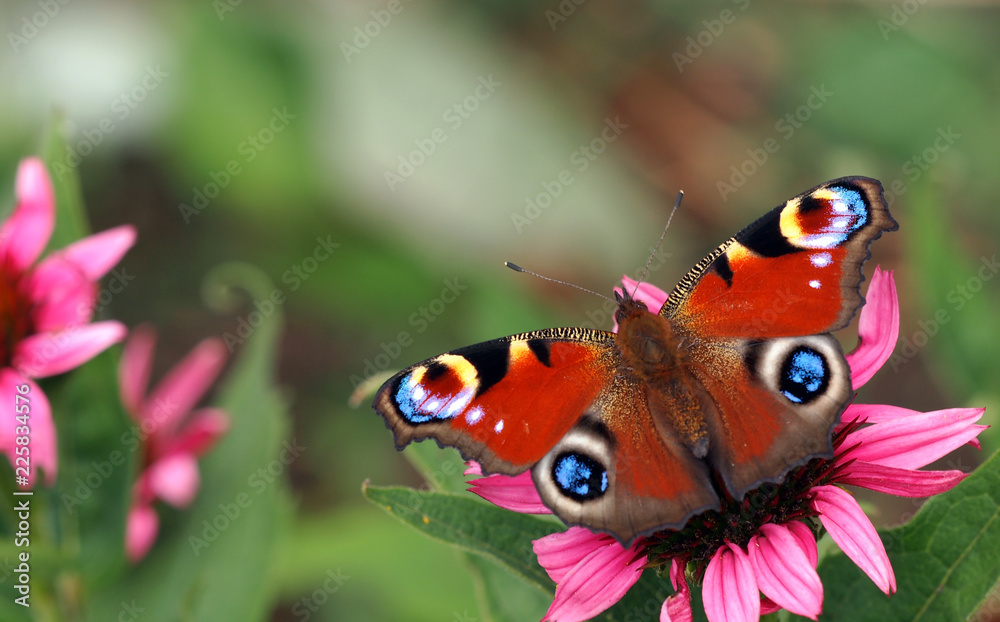 Fototapeta premium Pawi motyl na różowym kwiacie
