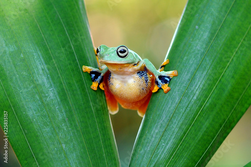 flying frog, frogs, tree frog,