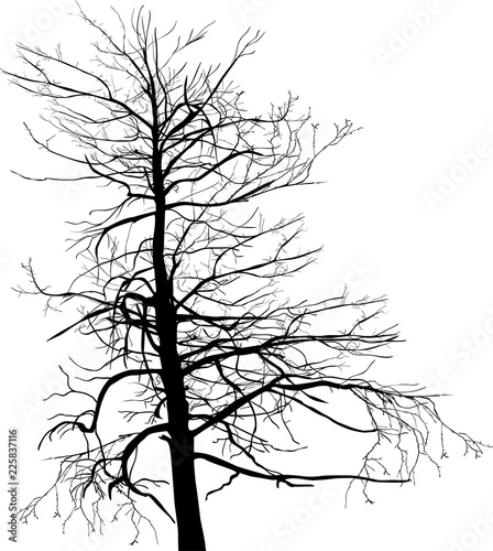 old large bare isolated tree black silhouette