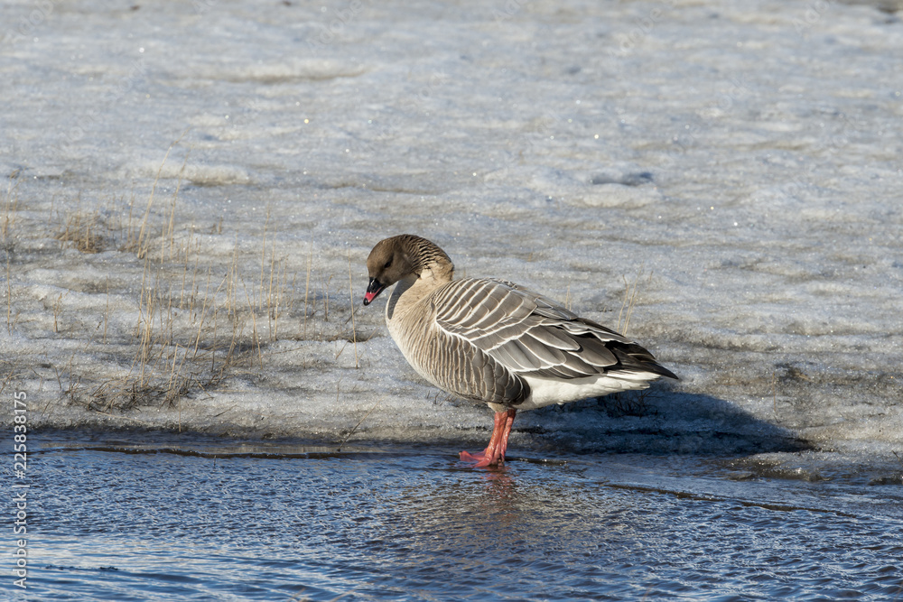 Oie à bec court,.Anser brachyrhynchus, Pink footed Goose, archipel du Spitzberg Oie à bec court,.Anser brachyrhynchus, Pink footed Goose, archipel du Spitzberg