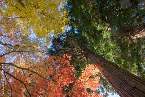 紅葉　Autumn leaves,Japan photo