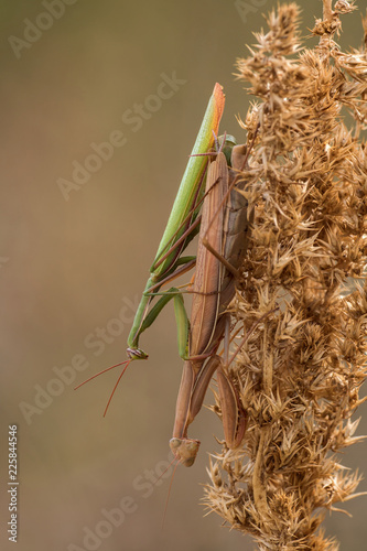 Die Paarung der Mantis  photo