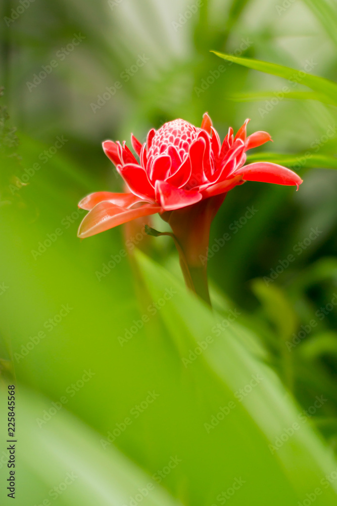 Red Dala flower or Torch ginger in green garden.