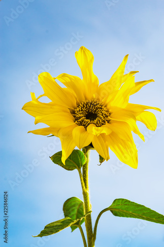 Fototapeta Naklejka Na Ścianę i Meble -  Yellow small sunflower flower on blue sky background, close-up, 
