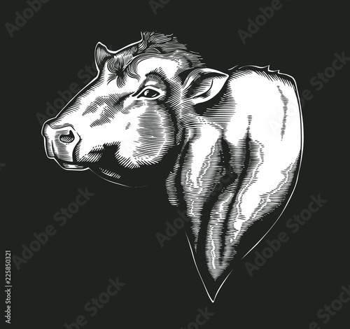 Head of bull of dangus breed drawn in vintage woodcut style. Farm animal isolated on white background. Vector illustration for agricultural market identity, products logo, advertisement.