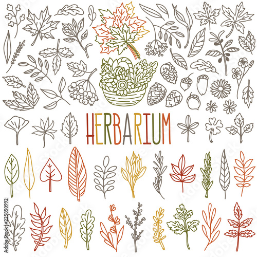 Herbarium doodle set. Different types and shapes of autumn leafs, trees and herbs. Hand drawn vector illustration isolated on white background.