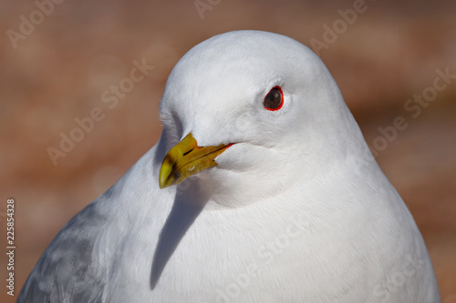 Portrait of a gull photo