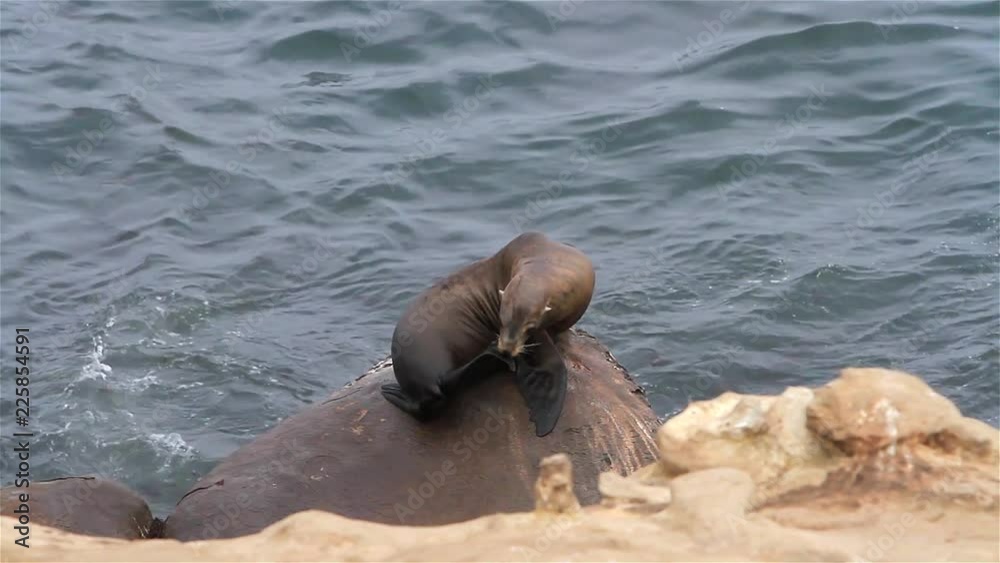 Sea Lions at La Jolla Cliff, San Diego, California, USA. La Jolla in Spanish means 