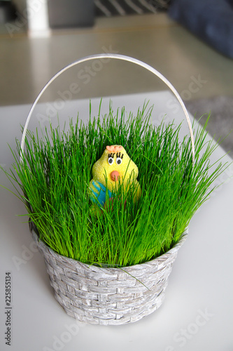 An Easter chick photo