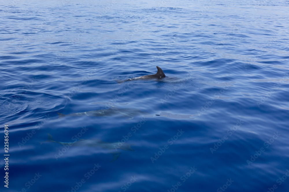Naklejka premium Wild dolphins swimming in the sea