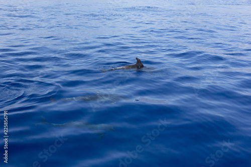 Wild dolphins swimming in the sea