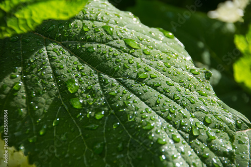 green leaf with transparent drops after the rain. Ecology concept. Nature background. Grenn leaves photo
