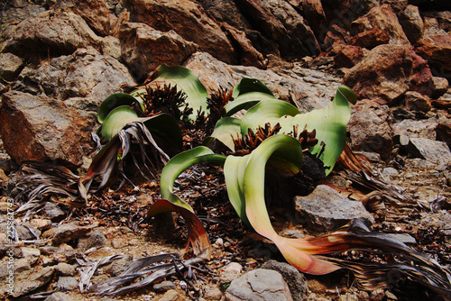 Closeup of Welwitschia Mirabilis in Namibe, Angola