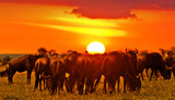 Wildebeests in the Maasai Mara National Park at sunset, Kenya