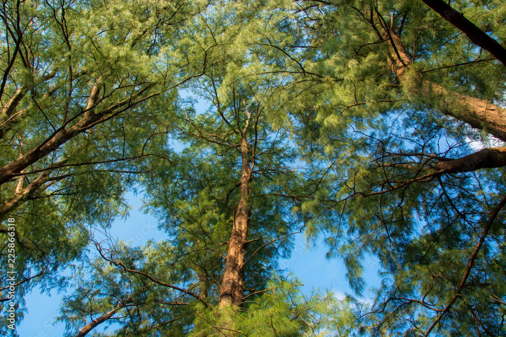 Fototapeta premium Green nature