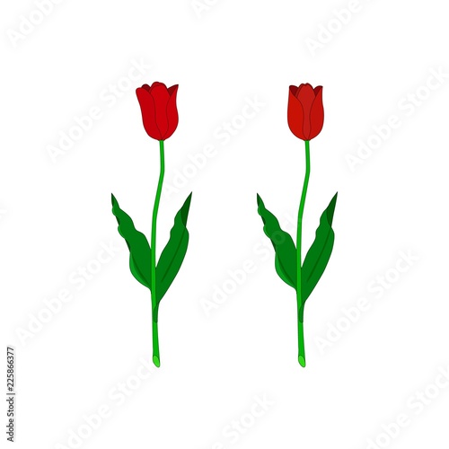 Red tulips.