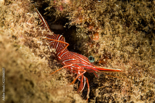 red dancing shrimp photo