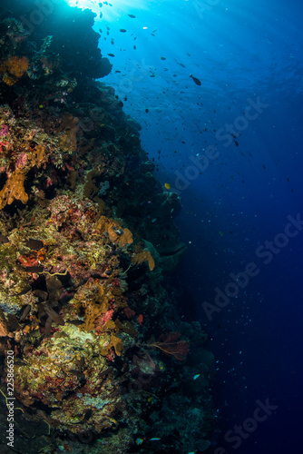 reef with soft and hard coral under the sun photo