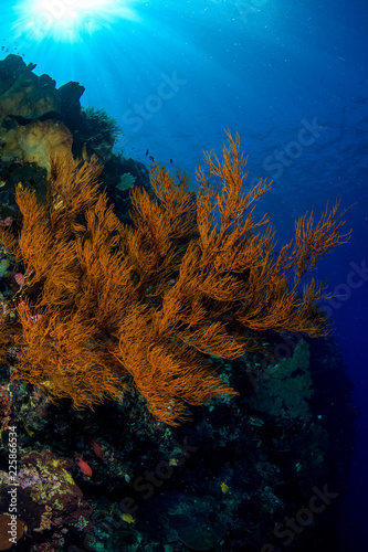 reef with soft and hard coral under the sun photo