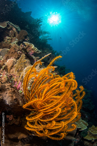 Fototapeta Naklejka Na Ścianę i Meble -  reef with soft and hard coral under the sun