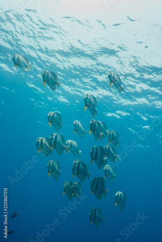 Fototapeta Naklejka Na Ścianę i Meble -  School of Platax teira, Longfin Bathfish, found in Similan Island, Thailand 2018.