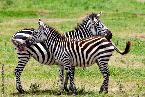 Zebras in the Ngorongoro Crater, Tanzania
 photo