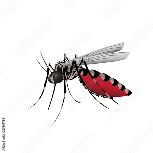 Aedes Mosquito on white background , Vector Illustration