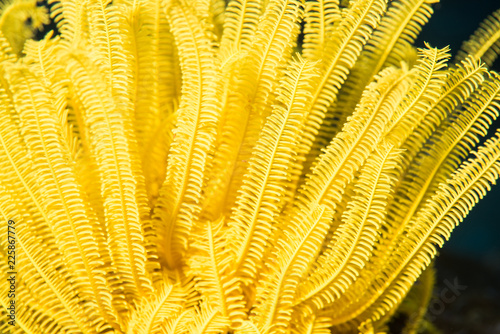 Yellow feather starfish (Comaster schlegelii), found in Similan island , Thailand 2018 photo