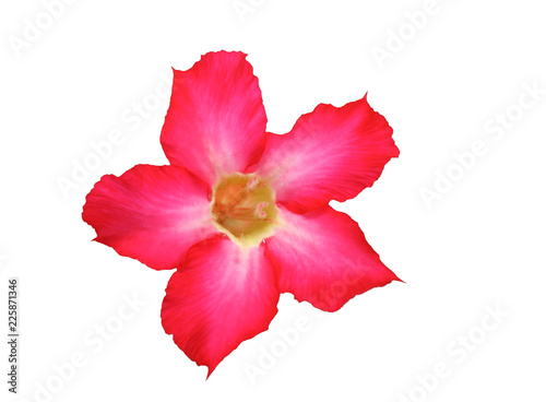 Desert rose isolated with clipping path.