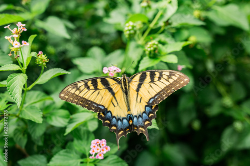 Eastern Yellow Tiger Swallow Tail Butterfly photo