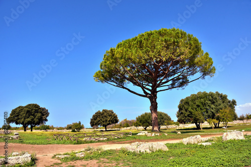 Paestum capaccio Italy The ancient ruins of remains of religious buildings of the ancient Greek domination photo