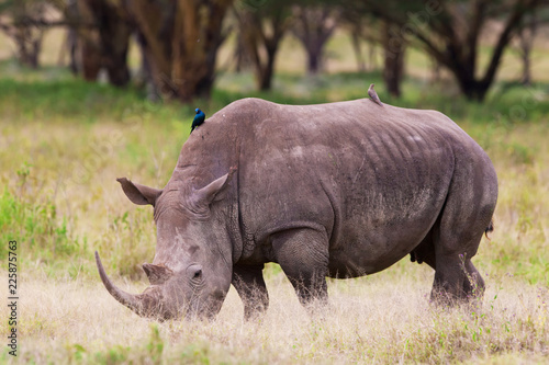 Rhinoceros in the Lake Nakuru National Park  Kenya